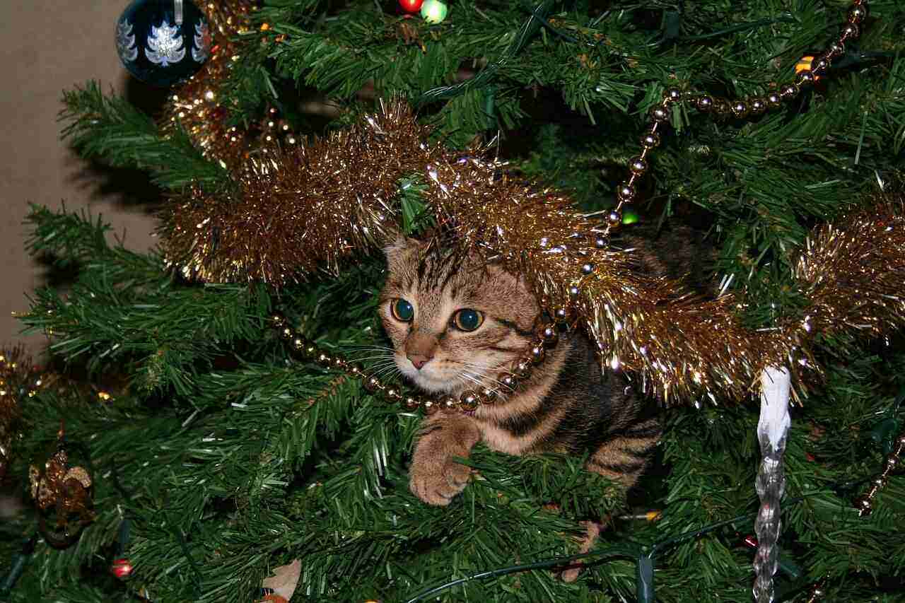 pussy cat hiding inside a christmas tree